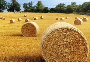 政府大力支持電商，如何做鄉(xiāng)村電商(圖1)